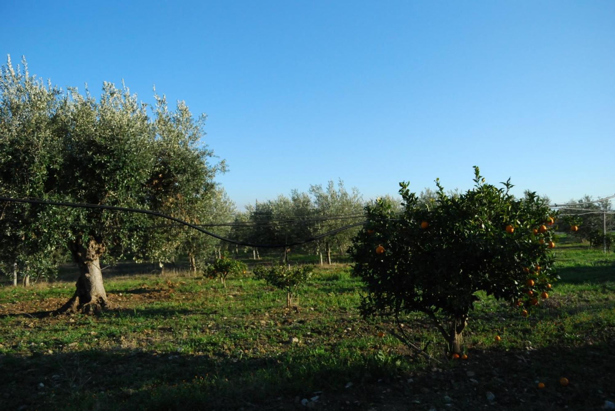 Agriturismo - B&B "La Funicolare" Francavilla Marittima Exterior foto